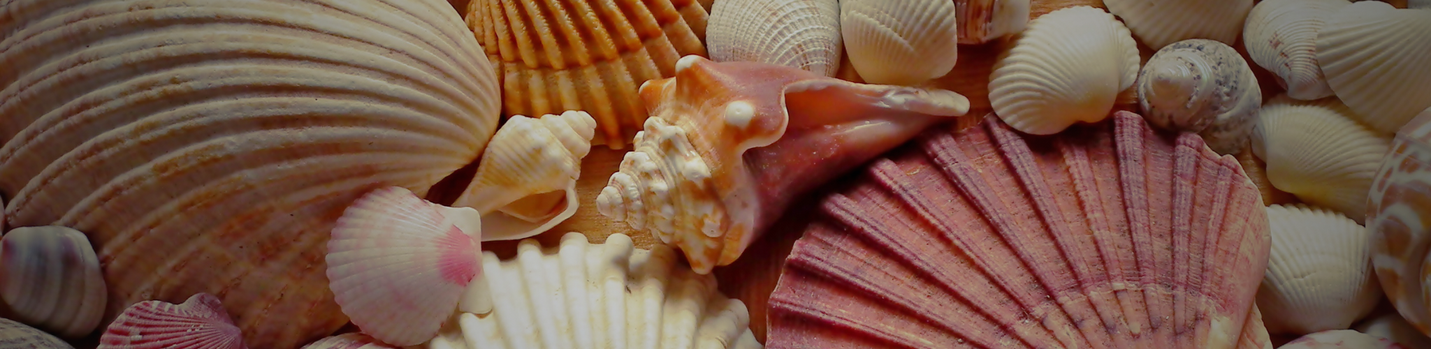 TWISTED SPEECHES: SHE SELLS SEA SHELLS