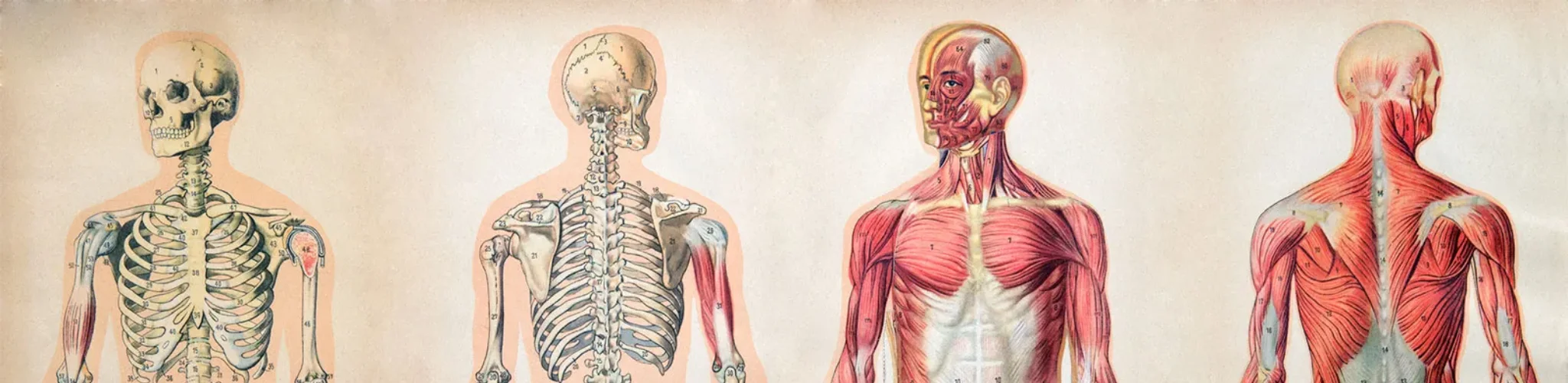 ANATOMY & THE VOICE : THE DIAPHRAGM
